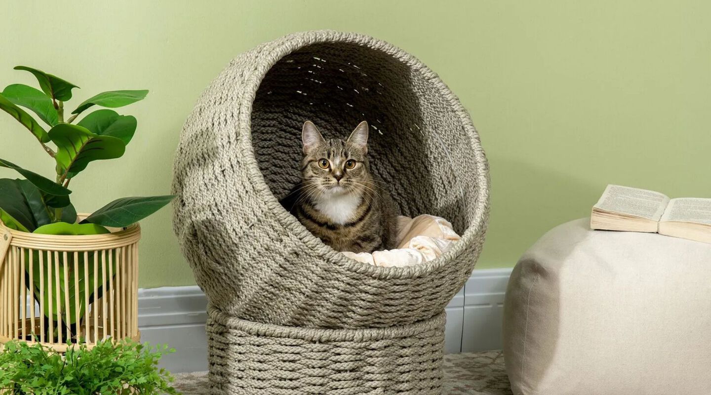 Cat sitting within a woven circular cat bed