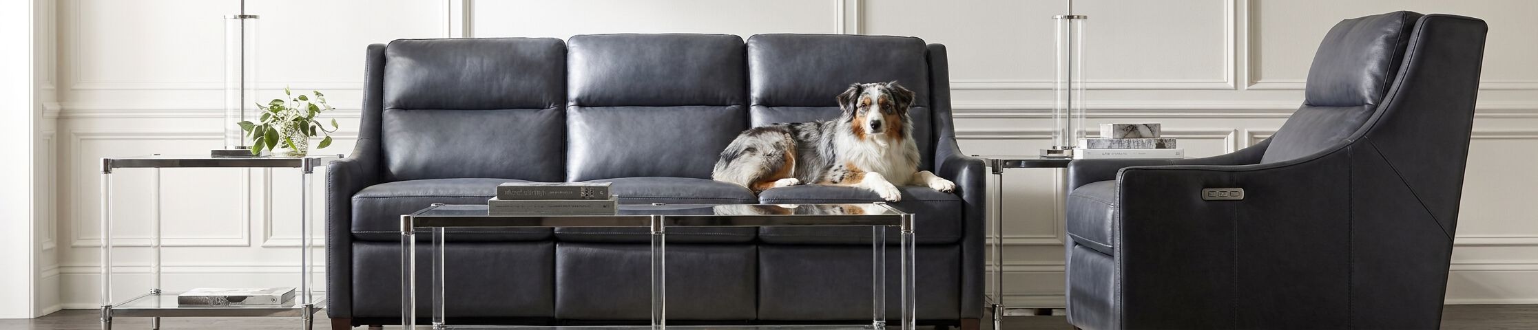 Dog resting on a pet-friendly sofa, illustrating the best sofa fabrics for dogs