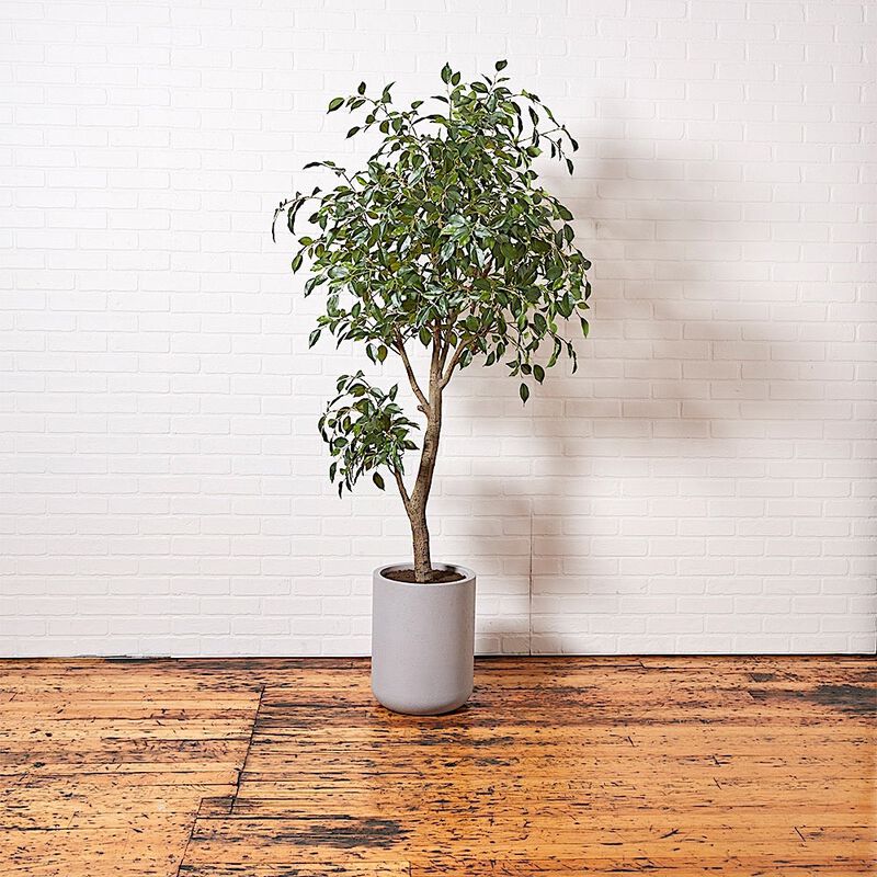 Artificial Ficus Tree with Artisan Planter image number 3