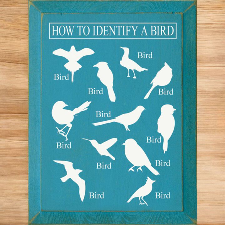 Bird Identification Chart Wall Decor From Solid Knotty Pine
