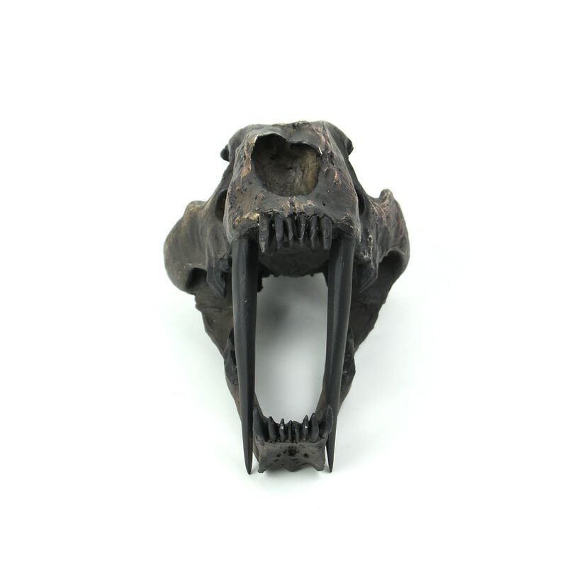 Hand Painted Realistic Prehistoric Brown Saber Toothed Cat Skull Fossil Statue image number 2