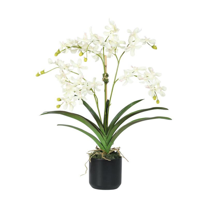 Orchid Arrangement in Vase - 24" image number 0