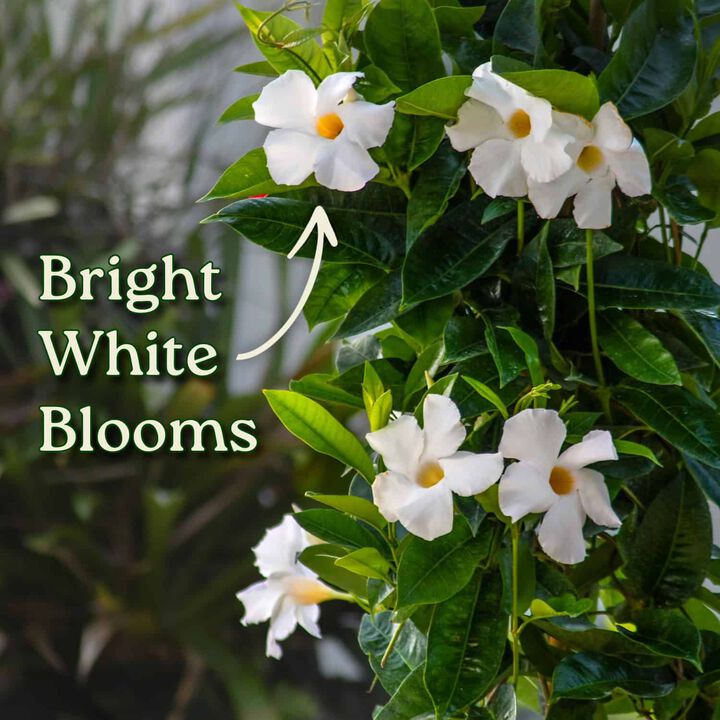 Giant White Mandevilla Vine in 3 Gallon Nursery Pot 1 ‑Pack