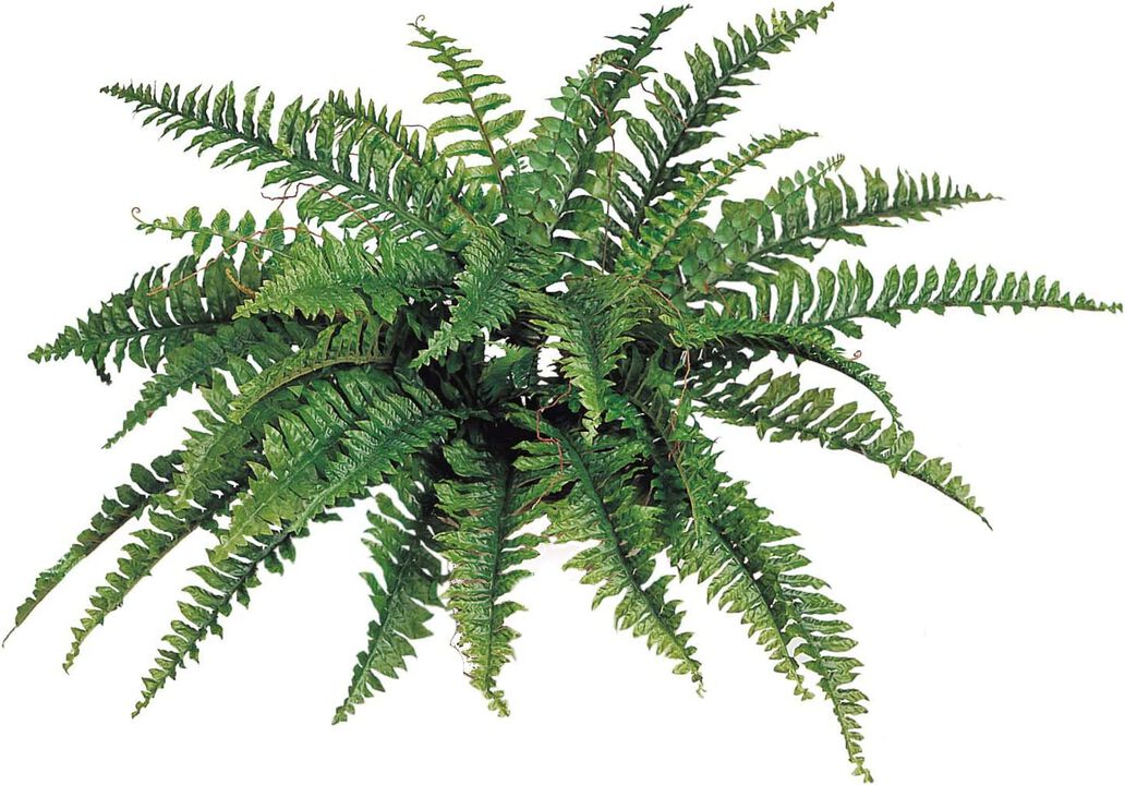 Boston Fern Artificial Plants 34” Inch Diameter with 42 Fronds - UV Resistant, Indoor or Outdoor Plant, Hanging Basket or Planter