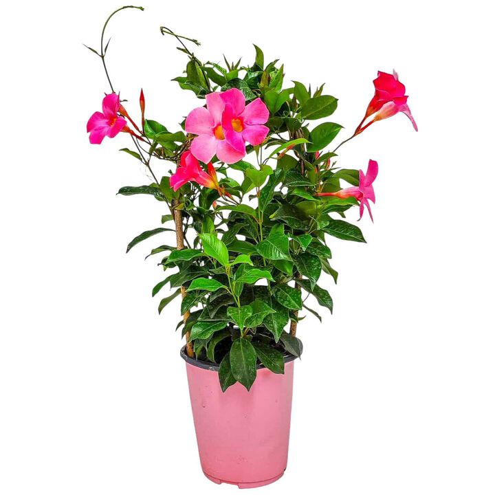 Pretty Pink Dipladenia Vine in 1 Gallon Nursery Pot 1 ‑Pack