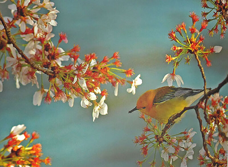 National Geographic Matted Print - Warbler On Cherry Tree - 16 x 20 Inches image number 2