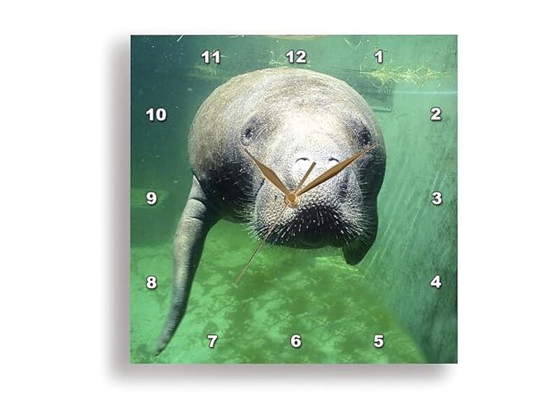 Florida Key West Manatee Greg Johnston Wall Clock 13 Inch Home Decor image number 1