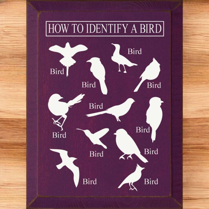 Bird Identification Chart Wall Decor From Solid Knotty Pine