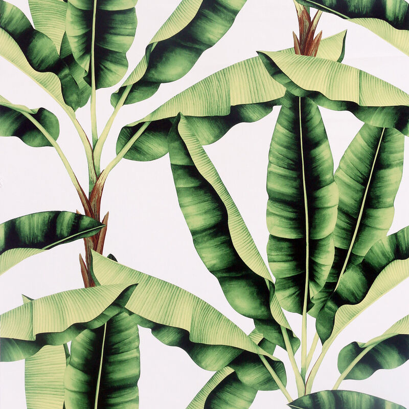 Musa Green Palm Tree Wallpaper image number 0