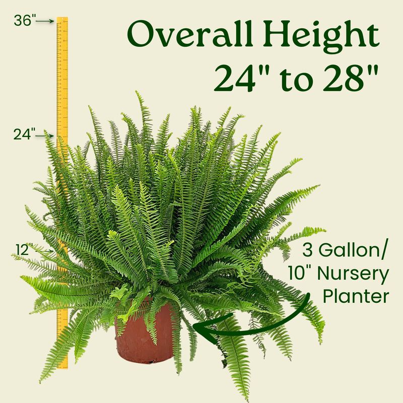 Green Kimberly Queen Fern House Plant in 3 Gallon Nursery Pot 1 -Pack image number 3