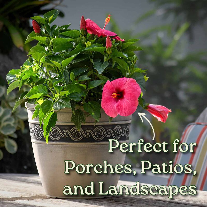 Yoder Dwarf Red Hibiscus Bush in 3 Gallon Nursery Pot 1‑Pack image number 3
