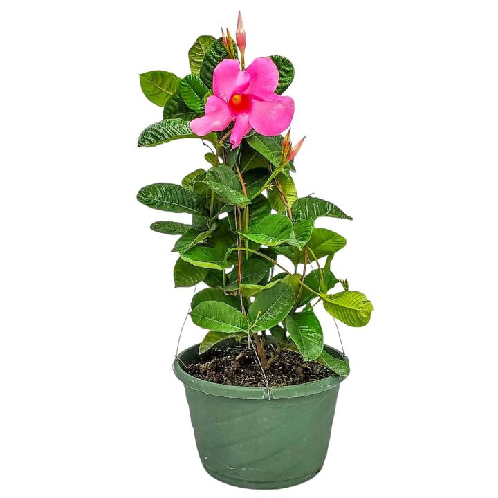 Mandevilla Hanging Basket in 12 Inch(es) Basket 1 ‑Pack