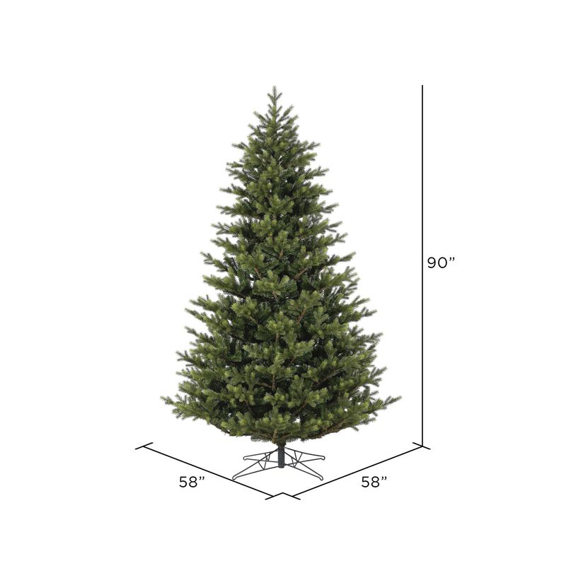 Welch Fraser Fir image number 2
