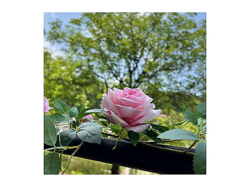 6 Ft Bendable Rose Flower Garlands Artificial Silk Wild Roses Vine Hanging Wall image number 2