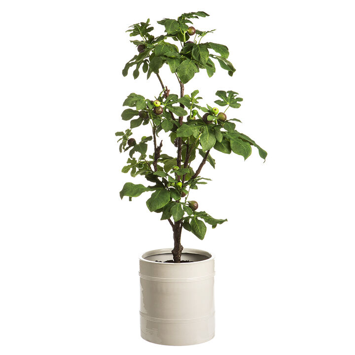 64" Fig Tree in Planter