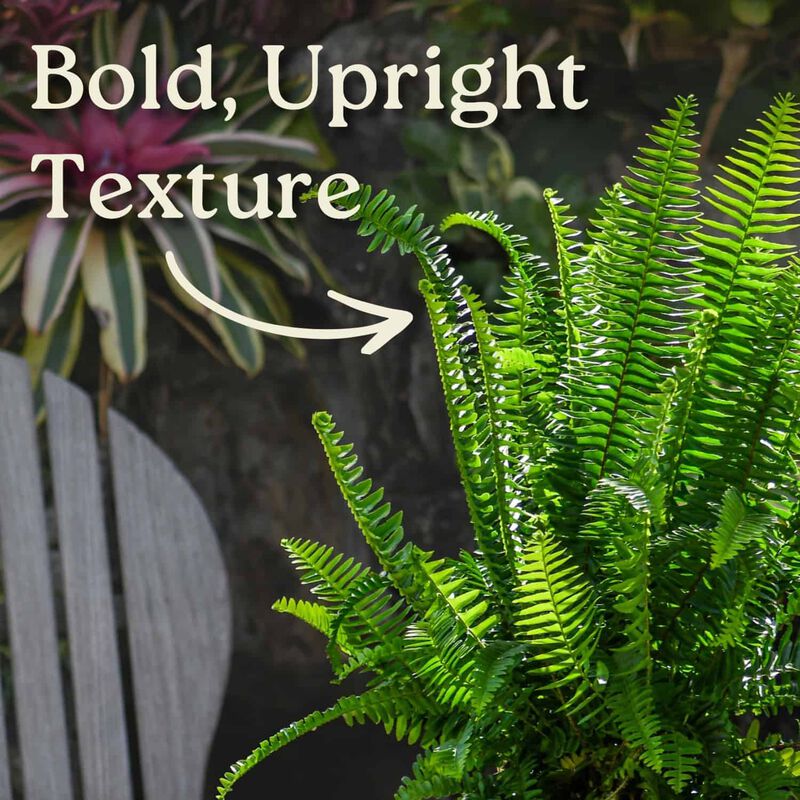 Green Kimberly Queen Fern House Plant in 3 Gallon Nursery Pot 1 -Pack image number 1