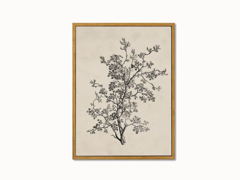 Framed Vintage Botanical Wall Art &ndash; Minimalist Nature Prints for Living Room, Kitchen & Office D&eacute;cor, 16&times;24