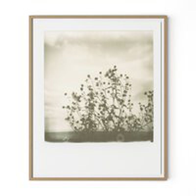Sunflowers image number 1