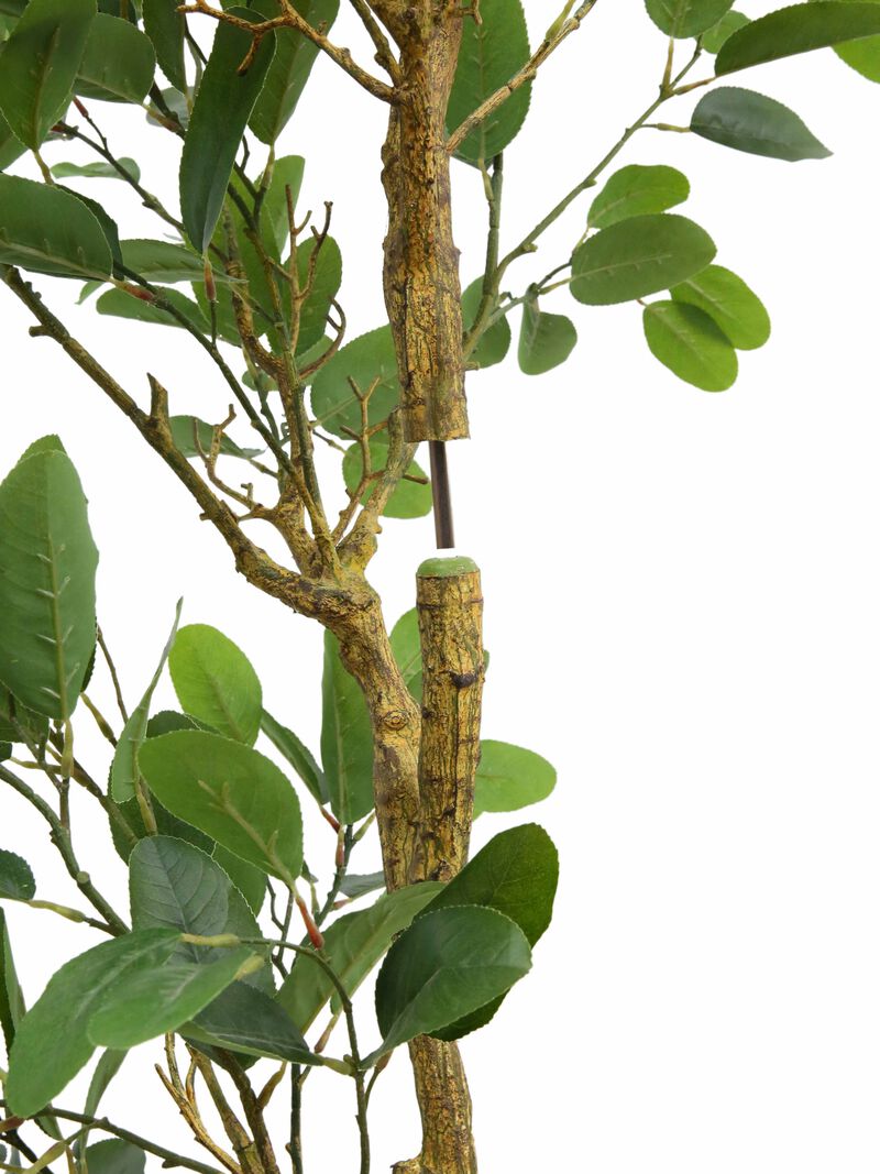 7' Citrus Lemon Tree image number 3
