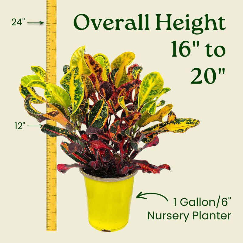 Croton Mammy Plant in 1 Gallon Nursery Pot 1 ‑Pack image number 2
