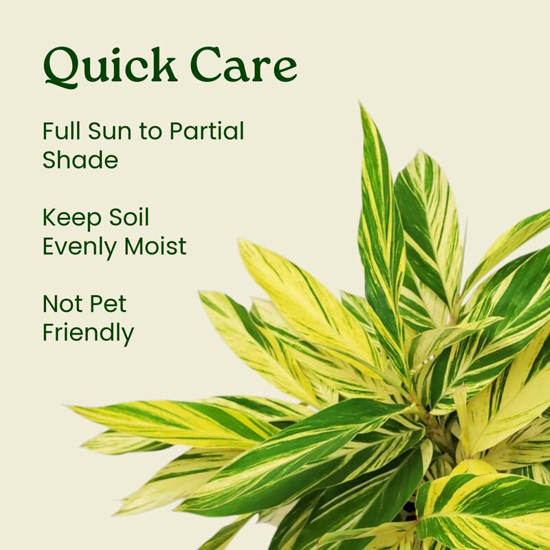 Variegated Ginger Plant in 3 Gallon Nursery Pot 1 ‑Pack image number 5