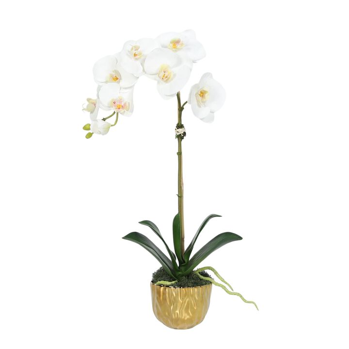 Phalaenopsis Orchid Plant in Gold Vase - 18"
