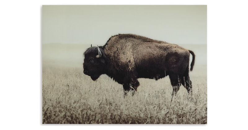 Brutus Bison Wall Art image number 2