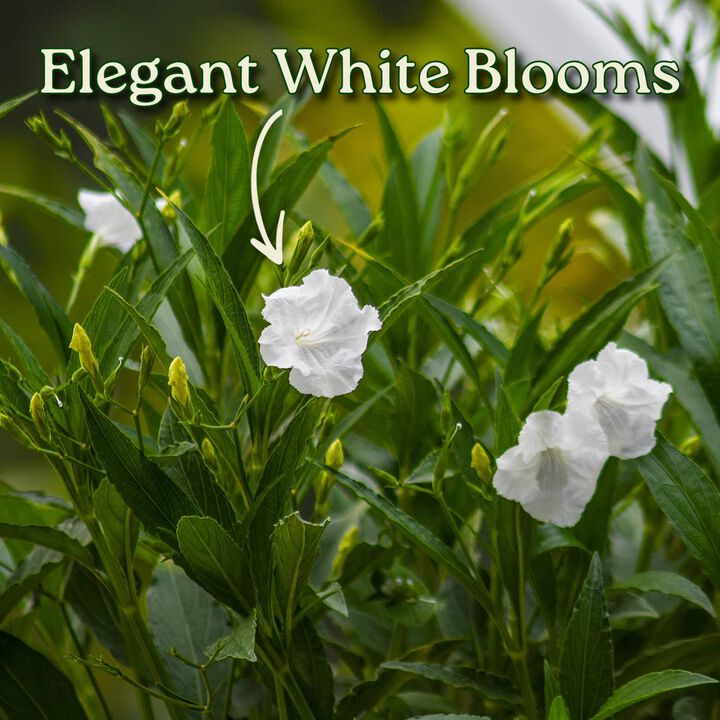 White Ruellia Bush in 3 Gallon Nursery Pot 1 ‑Pack