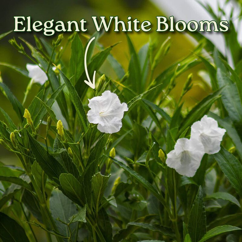 White Ruellia Bush in 3 Gallon Nursery Pot 1 ‑Pack image number 1