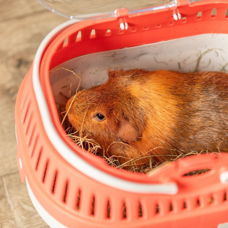 TRIXIE Pico Transport Crate for Traveling, Small Pet Carrier Ideal for Hamsters image number 7