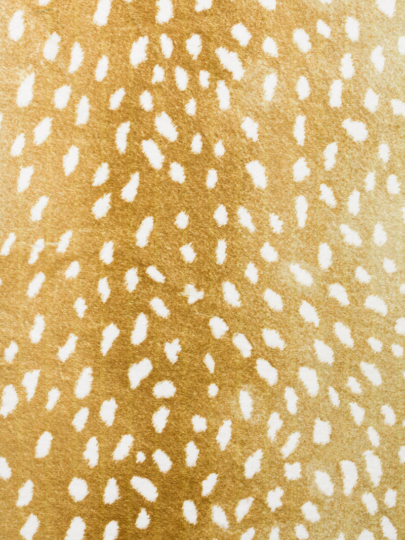 Akina AK3 Gold 2'3" x 7'6" Rug