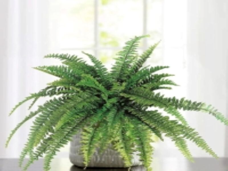 Boston Fern Artificial Plants Fake Silk for Outdoor or Indoor House Plant, Hanging Basket or Planter, 48” Inch Diameter Set of (6) 48 Fronds Each
