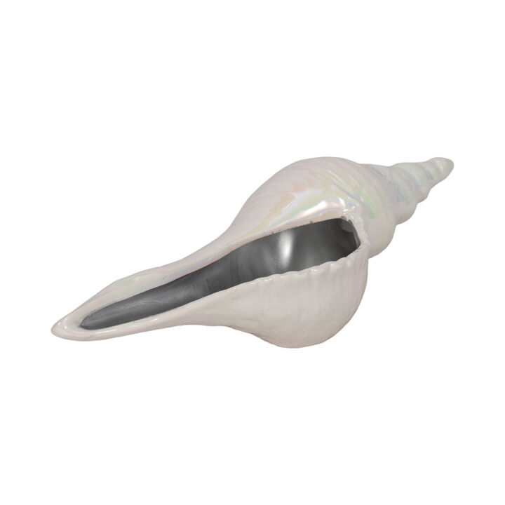 12" Long Iridescent Seashell