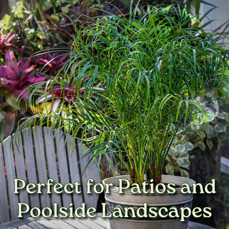 Pygmy Date Palm in 3 Gallon Nursery Pot 1 ‑Pack image number 3