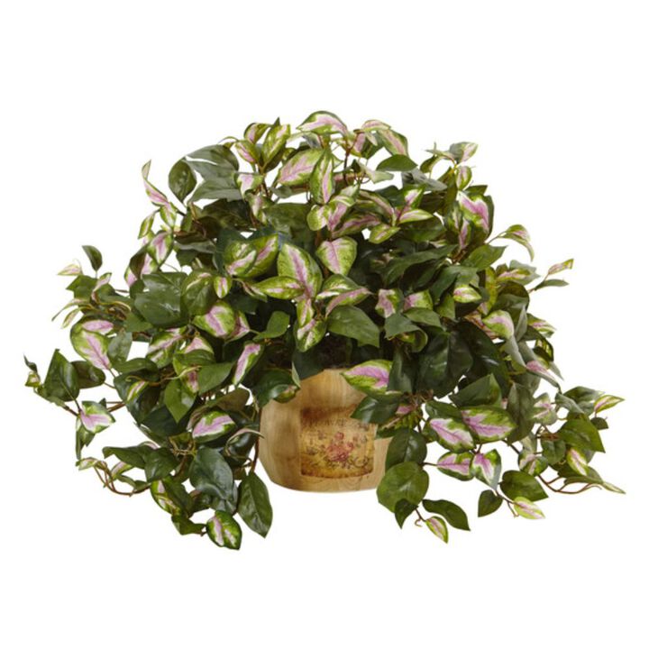 HomPlanti Hoya in Wooden Pot