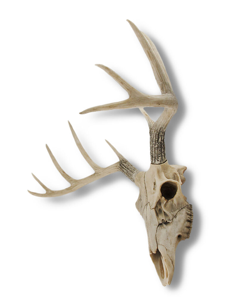 10 Point Buck Deer Skull Bust Wall Hanging image number 1