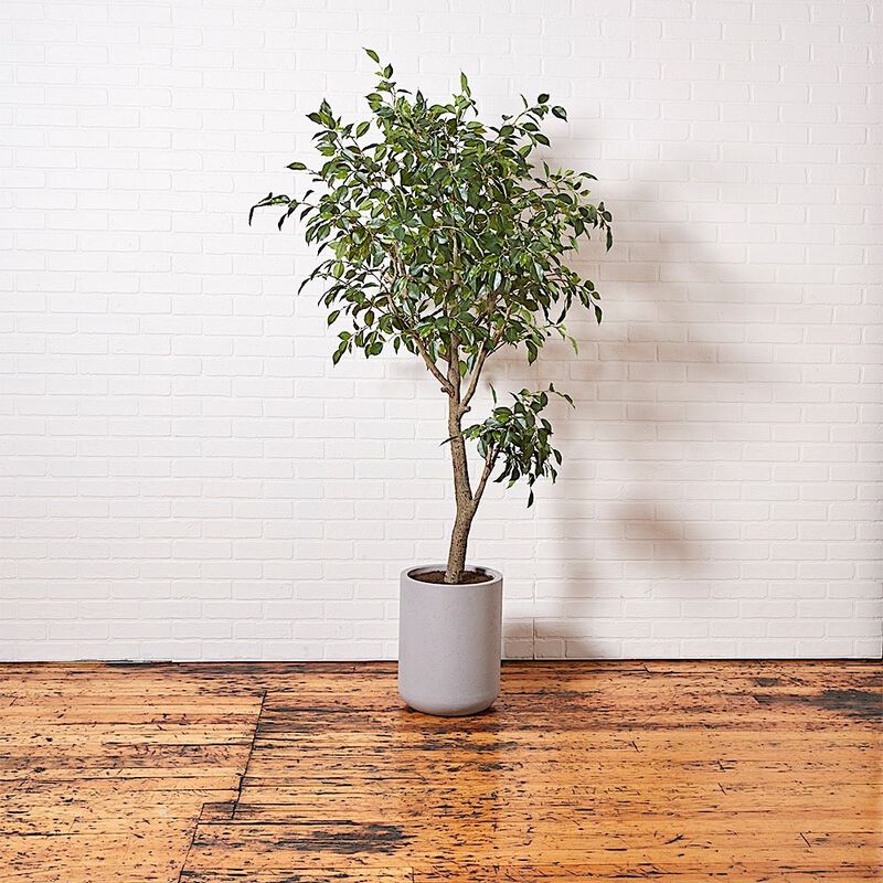 Artificial Ficus Tree with Artisan Planter image number 9