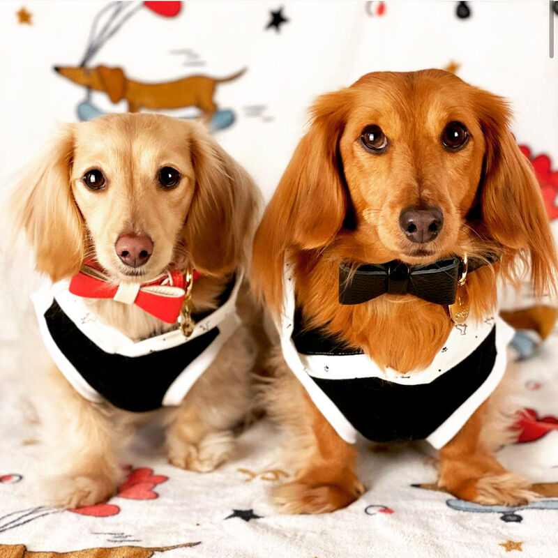 POISEPUP Cute Handmade Genuine Soft Full Grain Leather Dog Bow Tie - Black