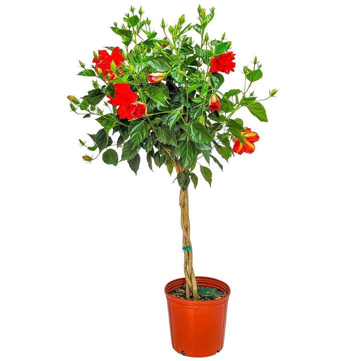 Braided Hibiscus Tree in 3 Gallon Nursery Pot 1 ‑Pack