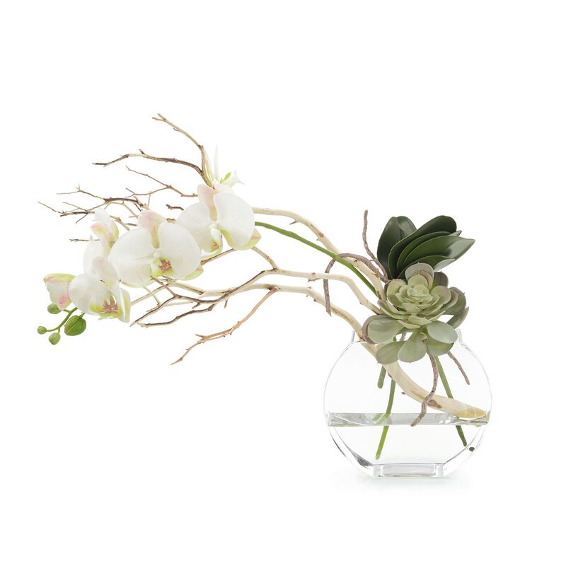 Blushing Pink Orchid