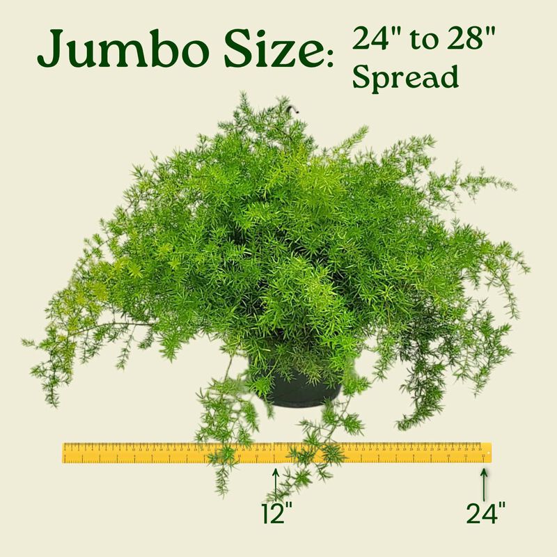 Green Sprengeri Fern Hanging Basket in 10 Inch(es) Basket 1 Pack image number 2