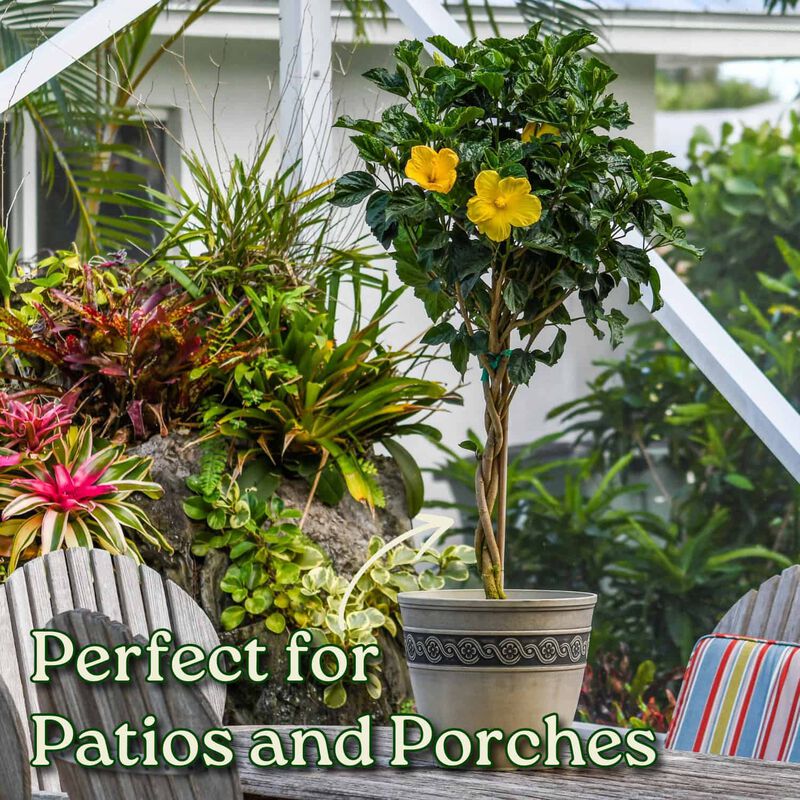 Braided Hibiscus Tree in 3 Gallon Nursery Pot 1 ‑Pack image number 3