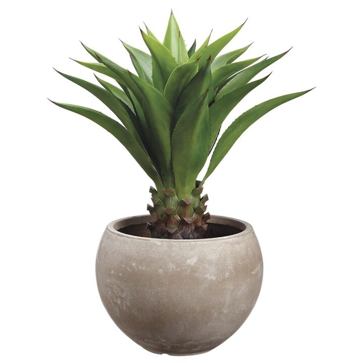 Agave Attenuata In Fiber Clay Planter