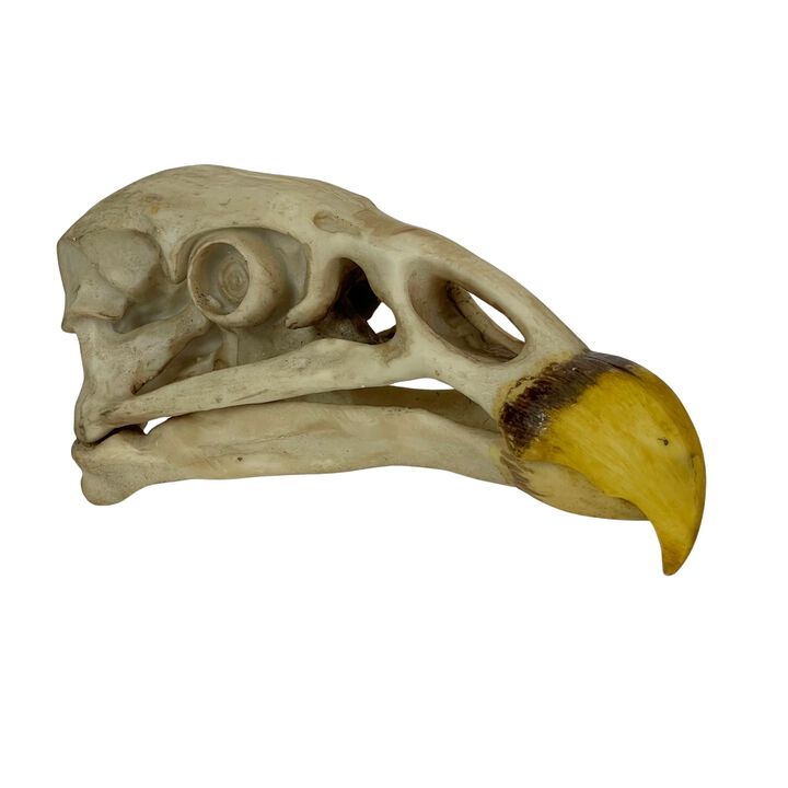 Replica California Condor Skull, Realistic Endangered Species Decor