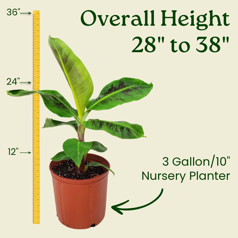Dwarf Cavendish Banana Tree in 3 Gallon Nursery Pot 1 ‑Pack image number 2