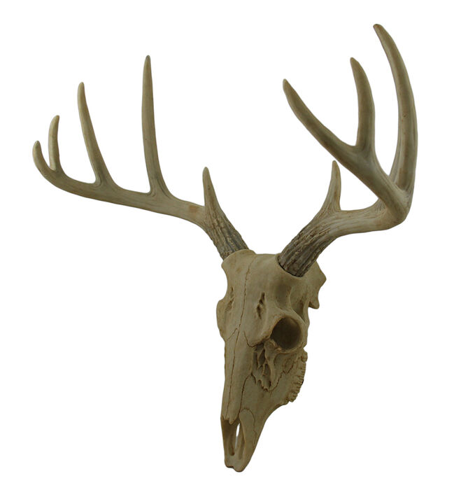 Little Bucky Wall Mounted Faux Aged Finish 10 Point Antlers Deer Skull 15 Inch