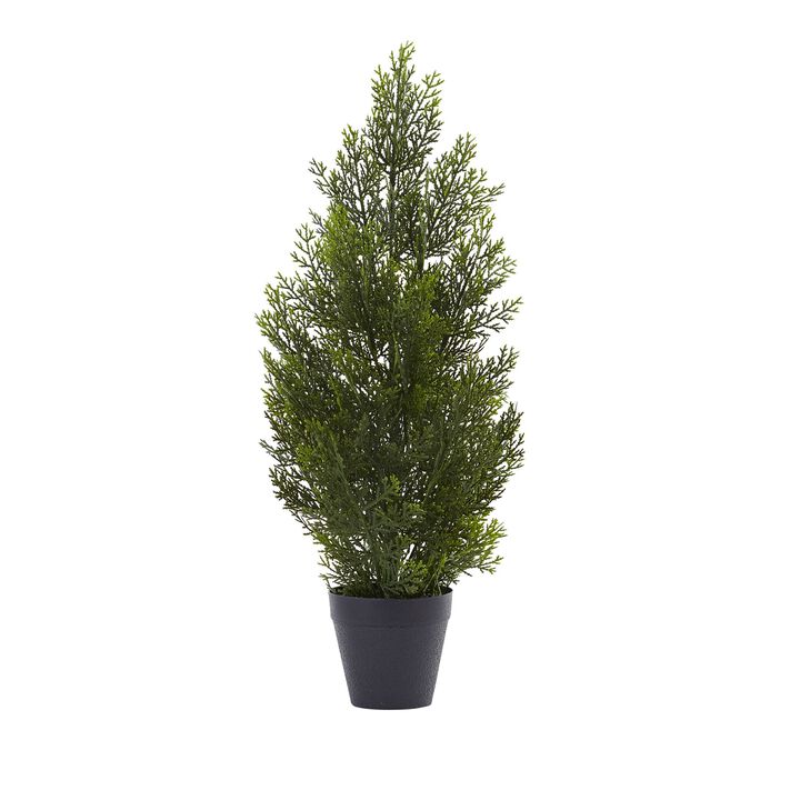 HomPlanti 2 Feet Mini Cedar Pine Tree (Indoor/Outdoor)