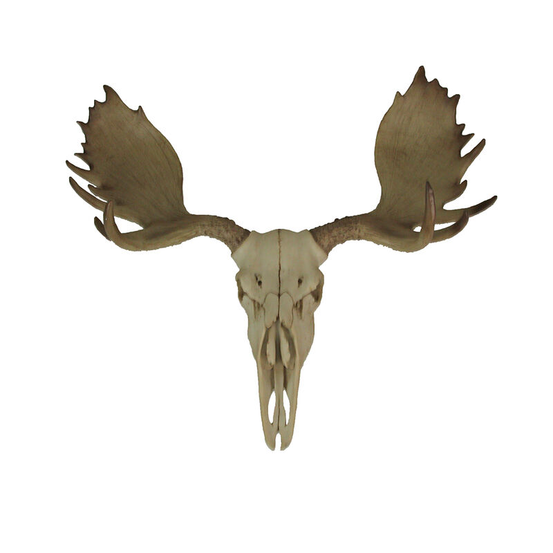 Large Lifelike Bull Moose Skull Hanging Wildlife Decor Statue image number 0
