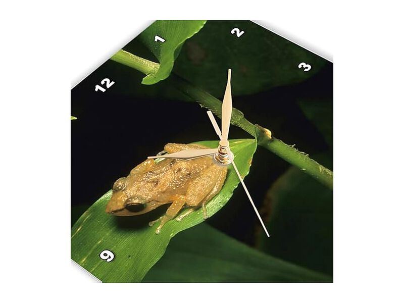 Puerto Rico El Yunque Coqui Frog Leaf Wall Clock 13 Inch Home Decor image number 3