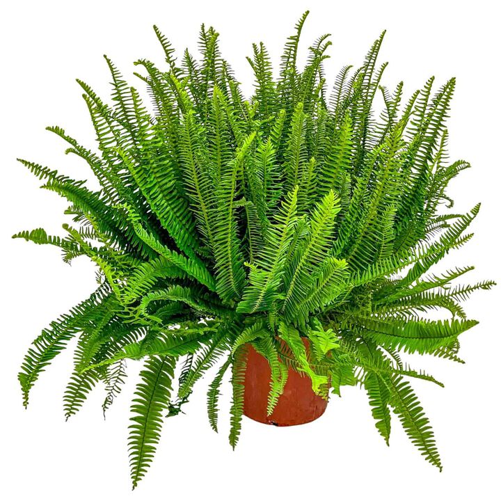 Green Kimberly Queen Fern House Plant in 3 Gallon Nursery Pot 1 -Pack